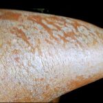 Nasola Kojic Acid Cream photo review