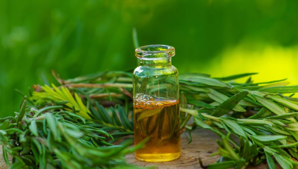 Ingredient Spotlight: Tea Tree Oil – A Powerhouse in Acne Control